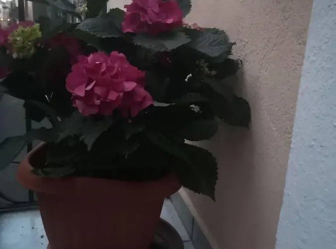 L'alpino סולמונה